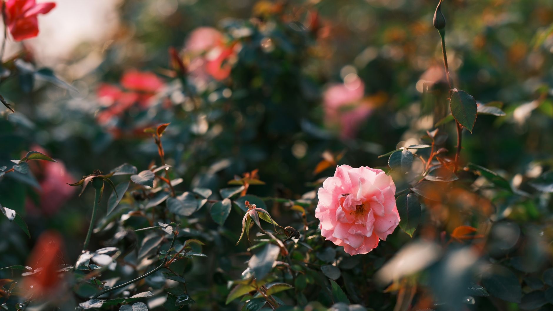 rosier en jardin